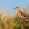 Jespak bojovny - Philomachus pugnax - Ruff 1192
